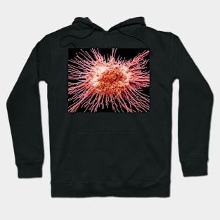 Dendritic cell, SEM (C028/8789) Hoodie